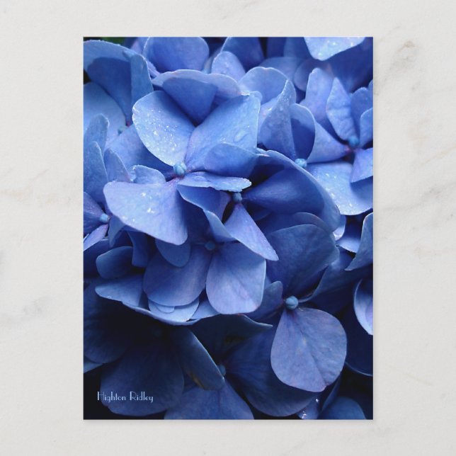 Blue Hydrangea postcard (Front)