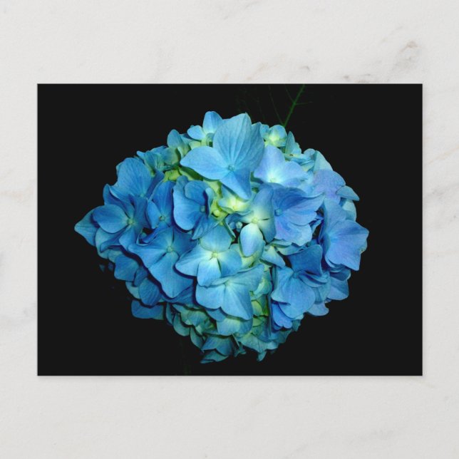 Blue Hydrangea Postcard (Front)