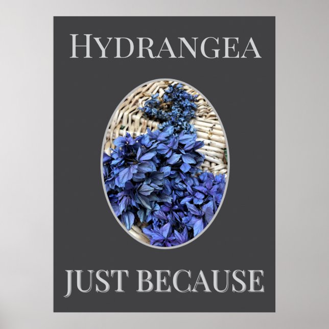 BLUE Hydrangea Poster (Front)