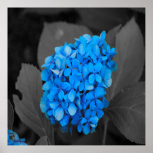 Blue hydrangea poster