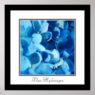 Blue Hydrangea Poster