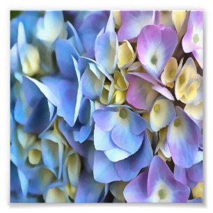 Blue Hydrangea Shrub Artistic Bossom Photo Print