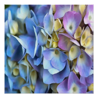 Blue Hydrangea Shrub Artistic Bossom