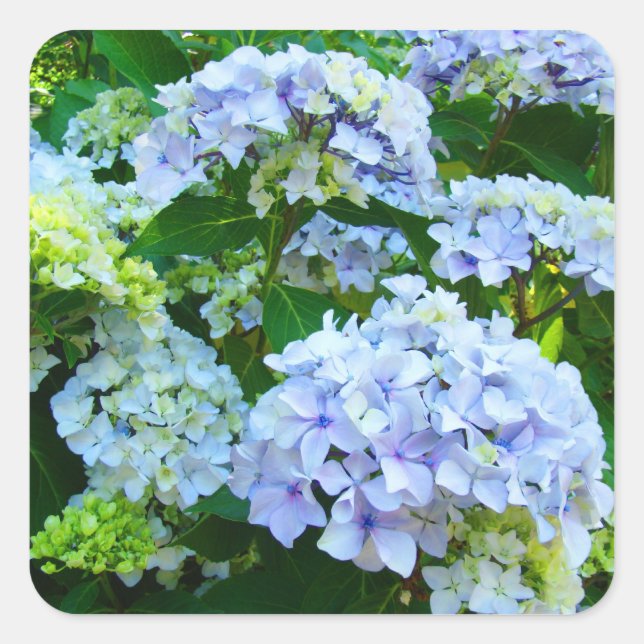 Blue Hydrangea Summer Flowers stickers (Front)