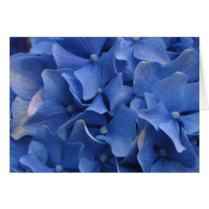 Blue Hydrangeas