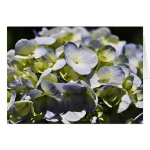 Blue Hydrangeas Flowers