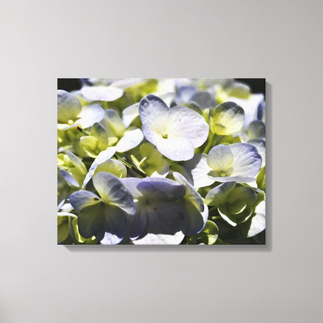 Blue Hydrangeas Flowers Canvas Print (Front)