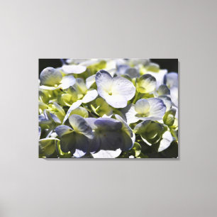 Blue Hydrangeas Flowers Canvas Print