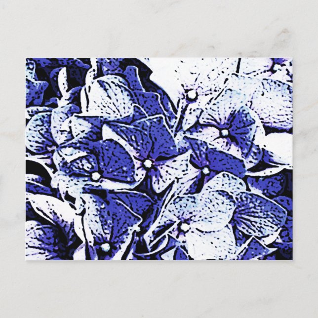 Blue Hydrangeas Postcard (Front)