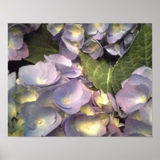 Blue Hydrangeas Poster