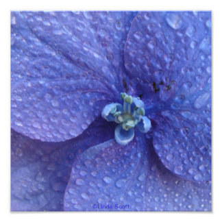 Blue Hydrenga Close up with rain drops Photo Print