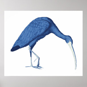 Blue Ibis bird vintage illustration Poster