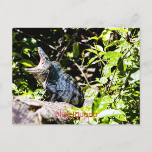 Blue Iguana  Postcard