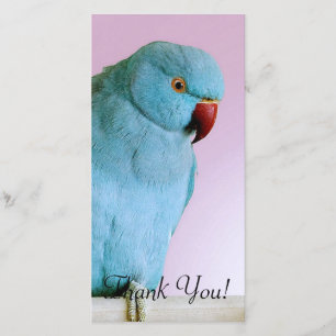Blue Indian Ring Necked Parakeet With Red Nose Thank You Card