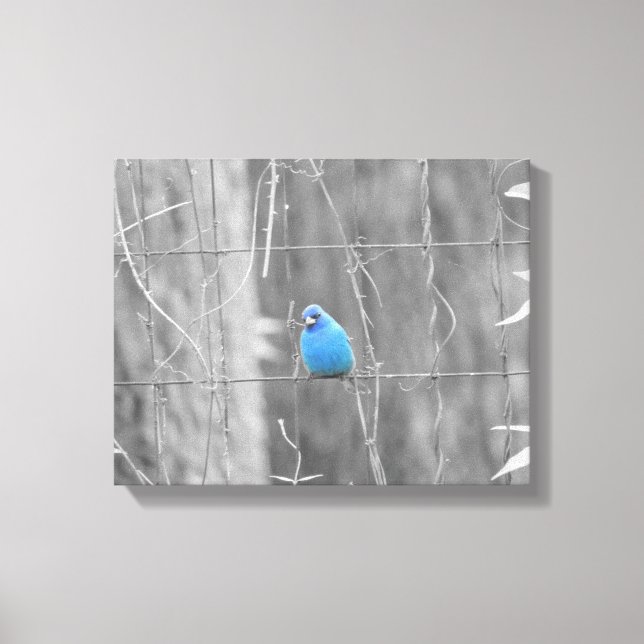 Blue Indigo Bird Canvas Print (Front)