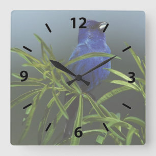 Blue Indigo Bunting Bird Square Wall Clock
