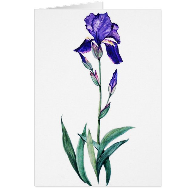 Blue Iris by PMACarlson (Front)