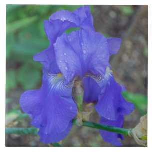 Blue iris ceramic photo tile