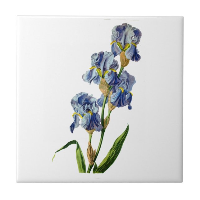 Blue Iris Drawn From Nature by Gerard van Spaendon Tile (Front)