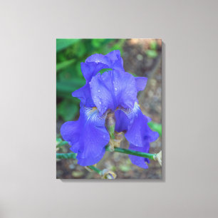 Blue iris flower canvas print