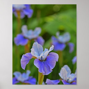 Blue Iris Flower Portrait Botanical Photograph Poster