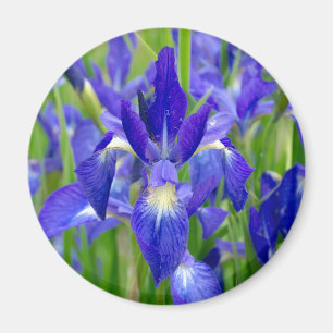 Blue Iris Flowers Magnet