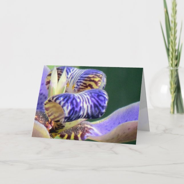 Blue Iris Greeting Card (Front)