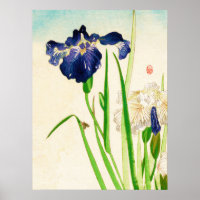 Blue Iris Japanese Watercolor