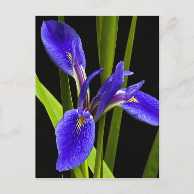Blue Iris Postcard (Front)
