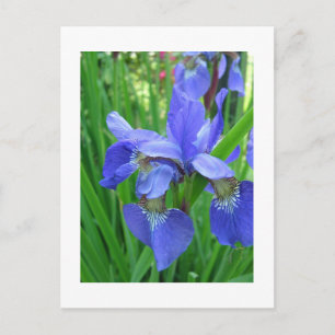 blue iris postcard