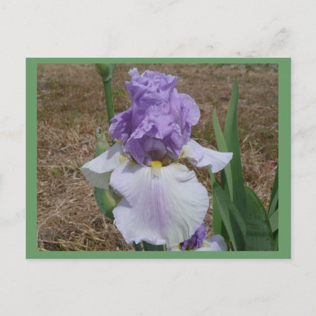 Blue iris postcard. postcard (Front)