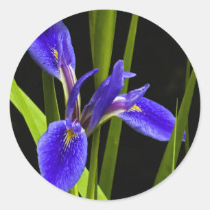 Blue Iris Sticker