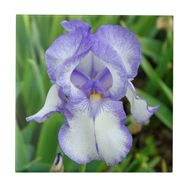 Blue iris tile (Front)