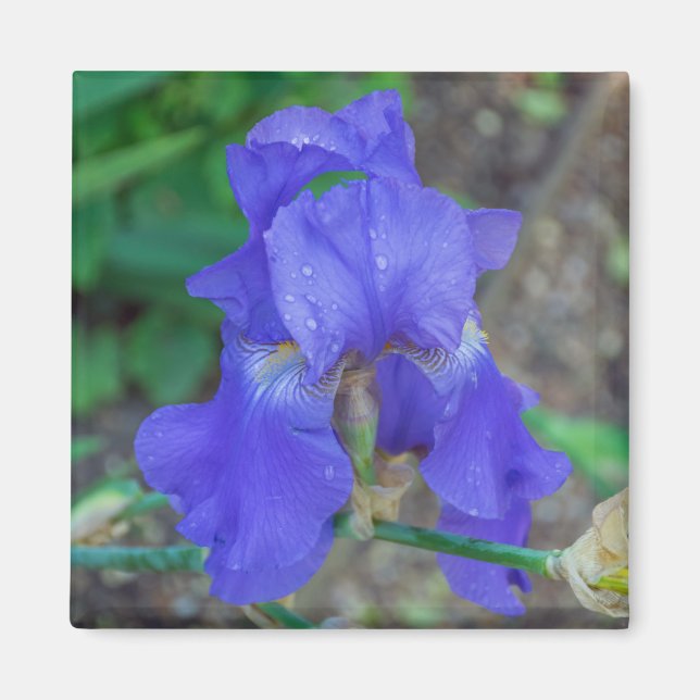 Blue iris up close fridge magnet (Front)