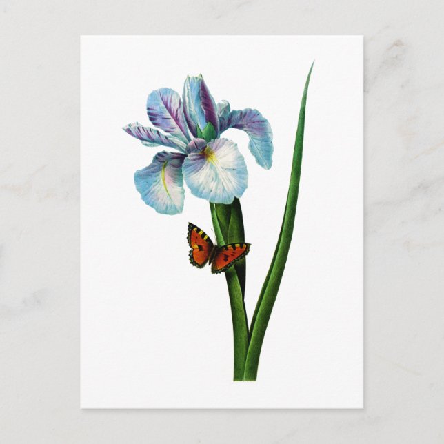 Blue Iris with Butterfly by Redoute Postcard (Front)