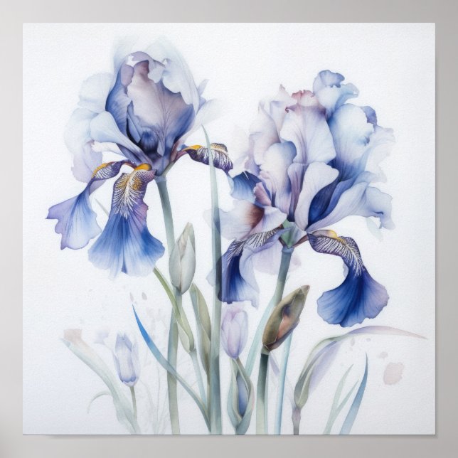 Blue Irises Flower Art Print Poster (Front)