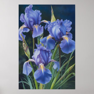Blue Irises Flower Art Print Poster