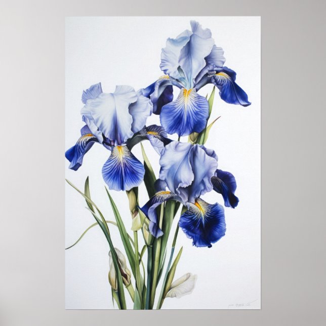Blue Irises Flower Art Print Poster (Front)