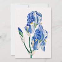 Blue Irises Thank You