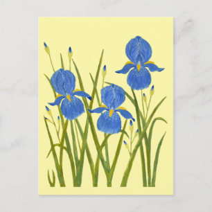 Blue Irises Yellow Postcard