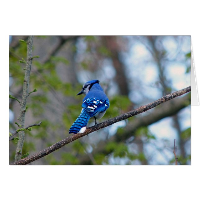 Blue Jay (Front Horizontal)
