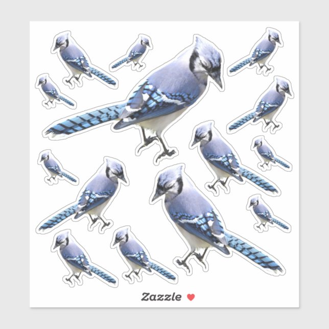 Blue Jay (Sheet)