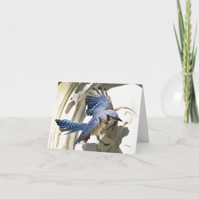 Blue Jay #3 - Blank Note Card (Front)