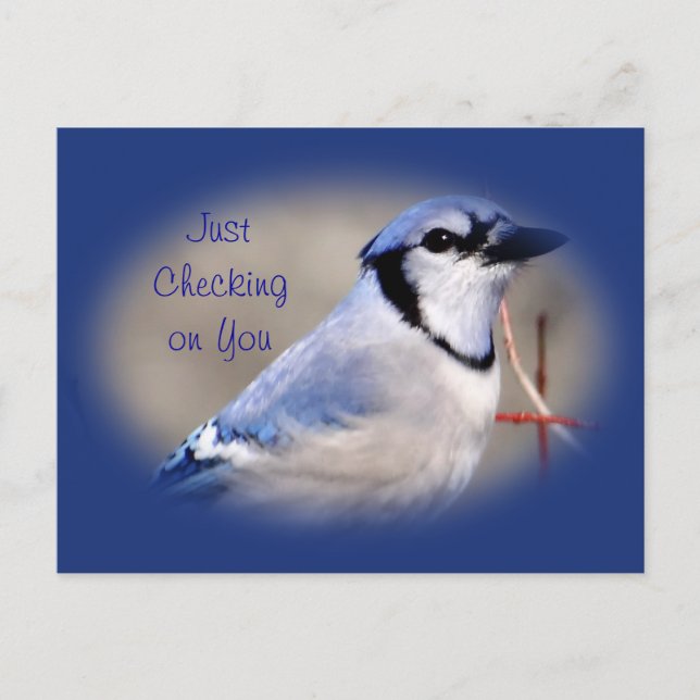 Blue Jay 8979- customise any occasion Postcard (Front)