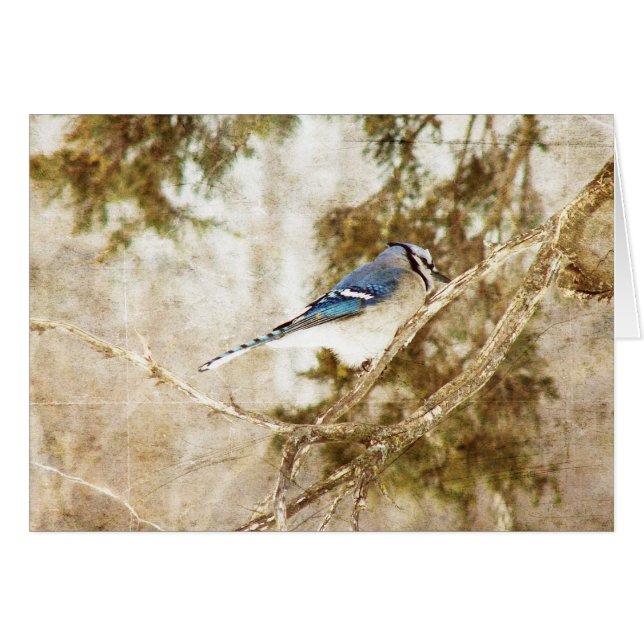 Blue Jay All Occassions Greeting Card (Front Horizontal)