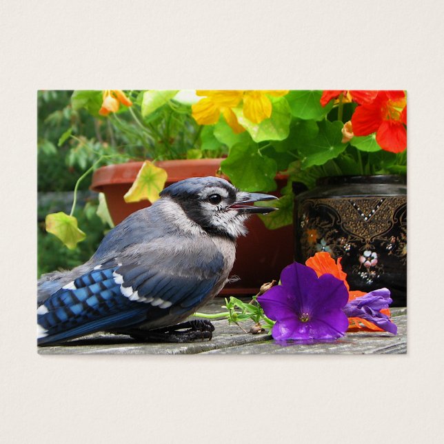 Blue Jay and Flowers ATC (Front)