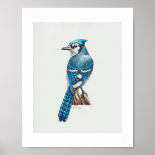 Blue Jay Art Print