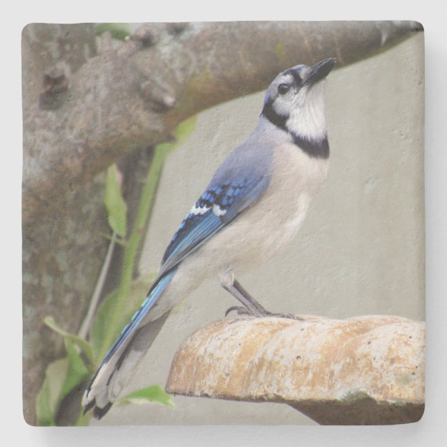 Blue Jay - Backyard Bird Series -   Coaster (Front)