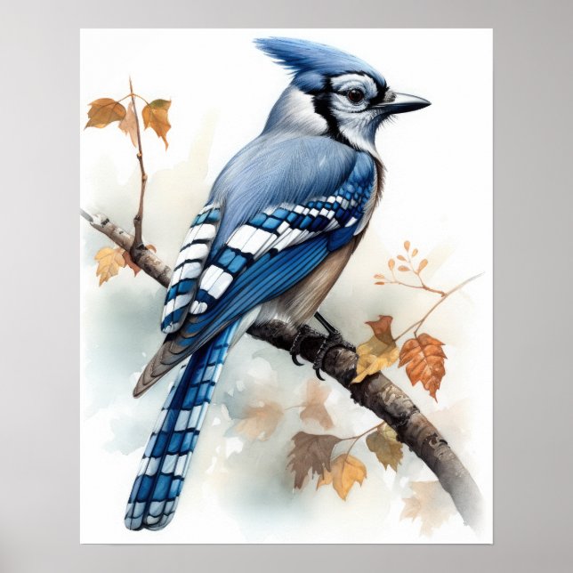 Blue Jay Bird Art Print Poster (Front)