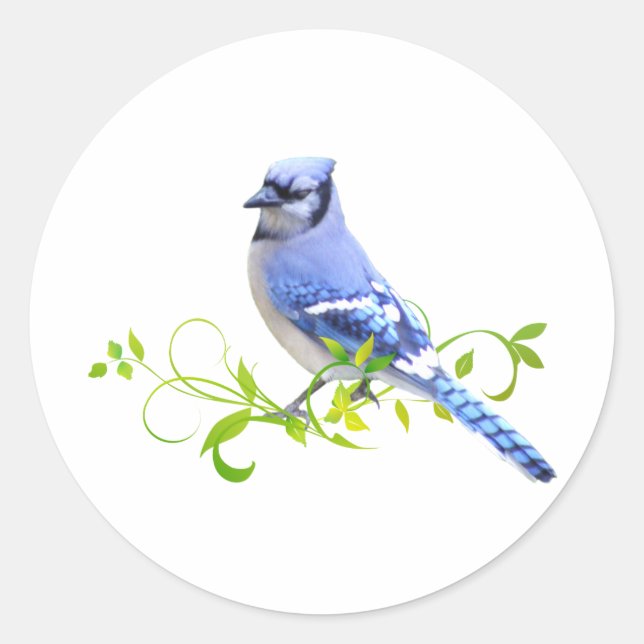 Blue Jay Bird Classic Round Sticker (Front)
